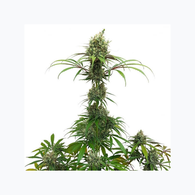 AMG - Amnesia Mac Ganja