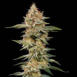 Critical RQS