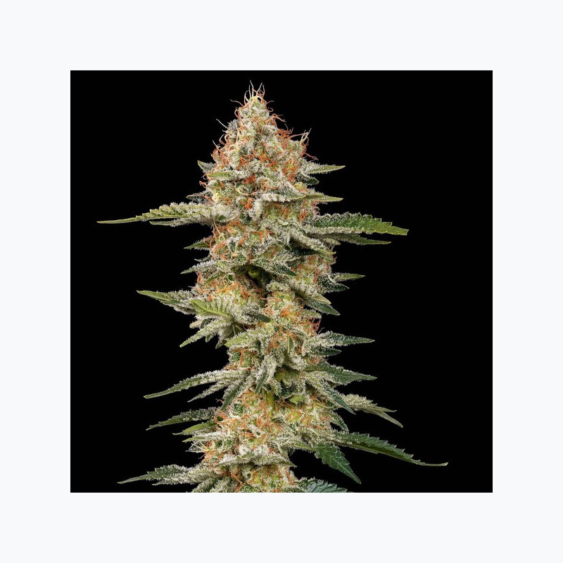 Critical RQS