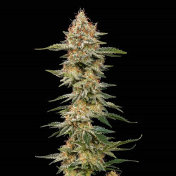 Critical RQS