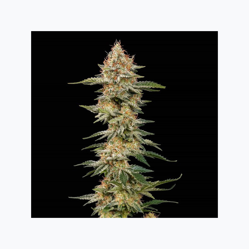 Critical RQS