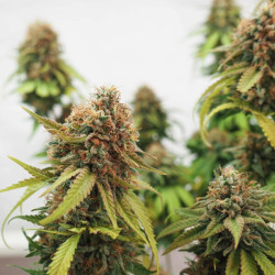 Critical RQS
