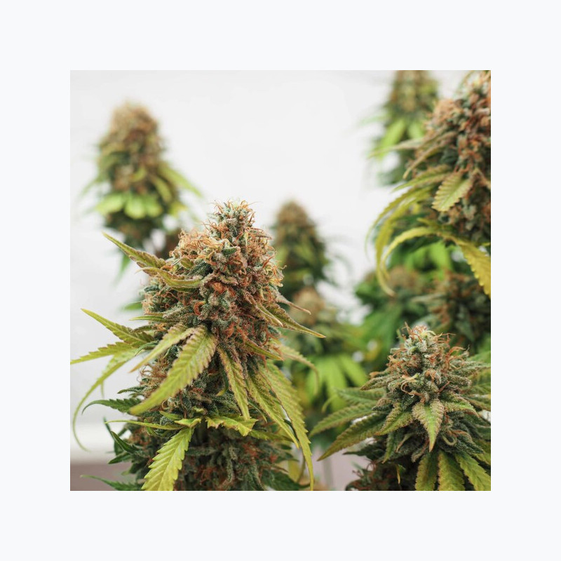 Critical RQS