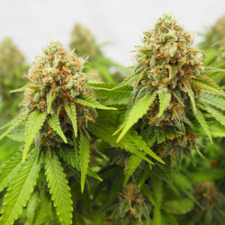 Critical RQS
