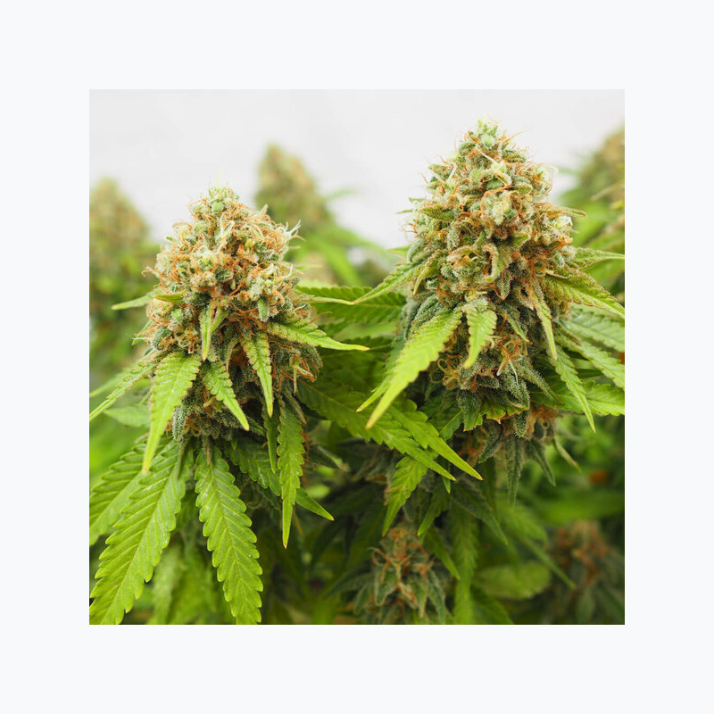 Critical RQS