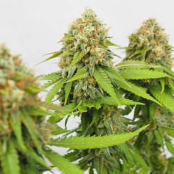 Critical RQS