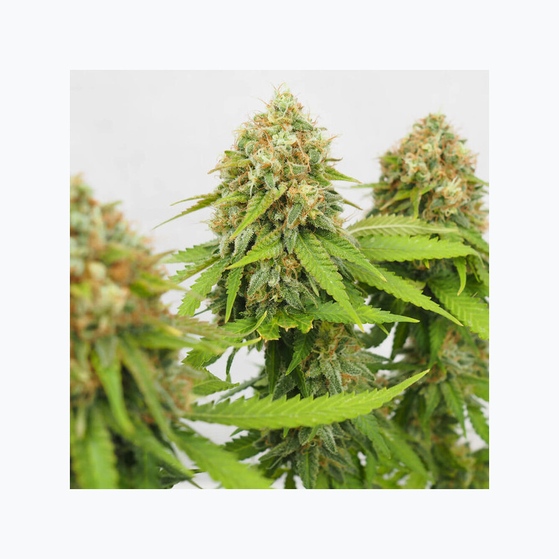 Critical RQS