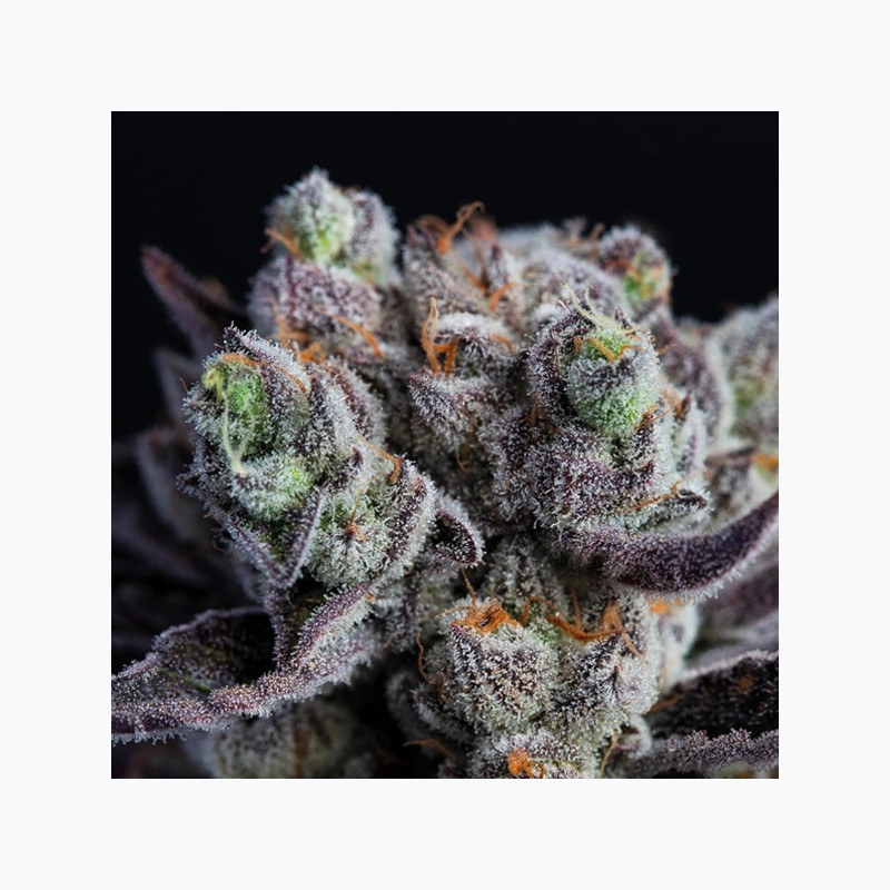 Blackberry Moonrocks® Blackberry Moonrocks®