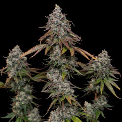 OG Kush RQS