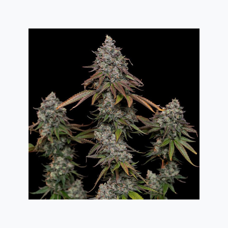 OG Kush RQS