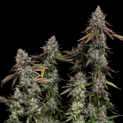 OG Kush RQS