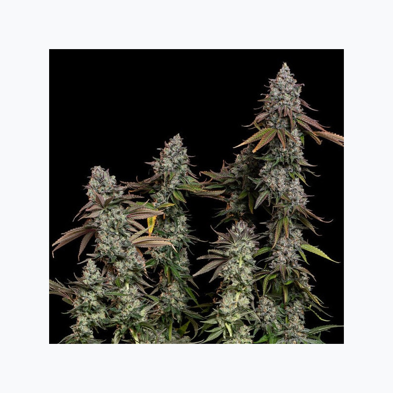 OG Kush RQS