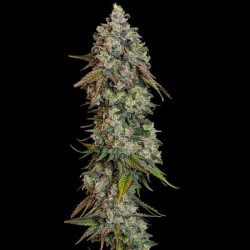 OG Kush RQS