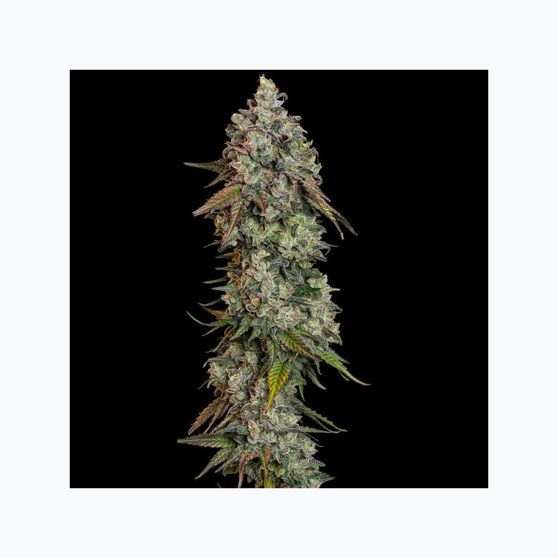 OG Kush RQS