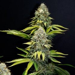 OG Kush RQS