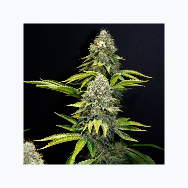OG Kush RQS