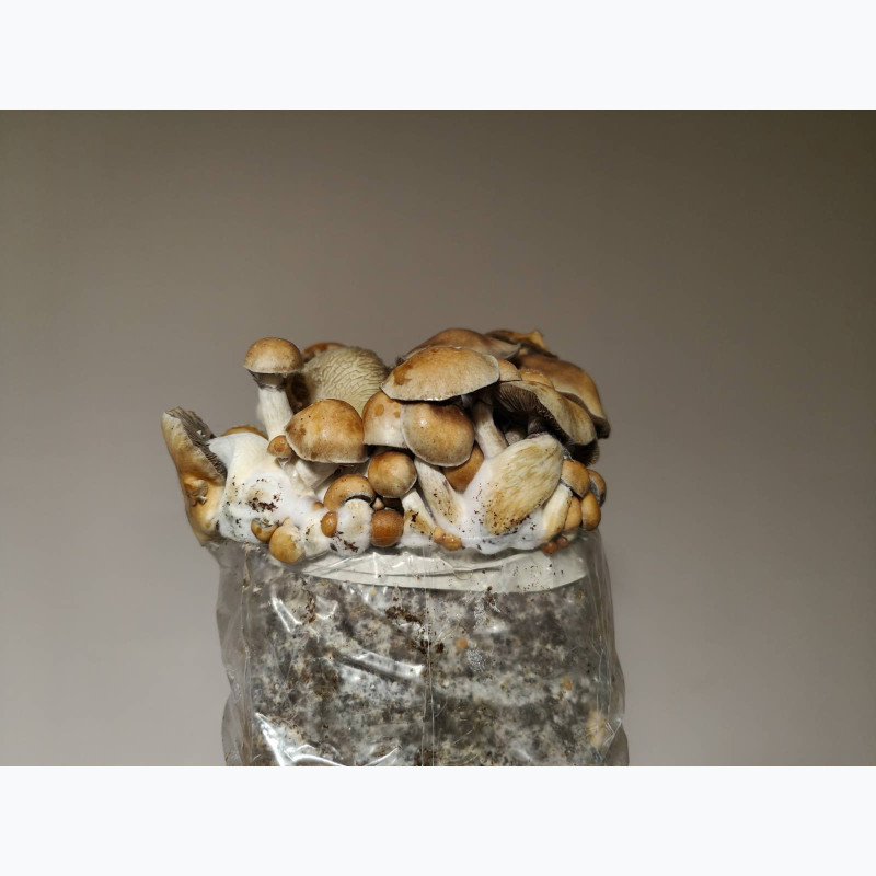 Hillbilly — Growkit