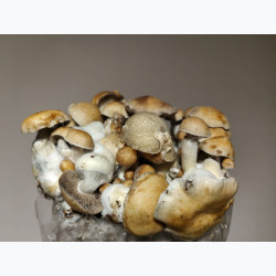 Hillbilly — Growkit