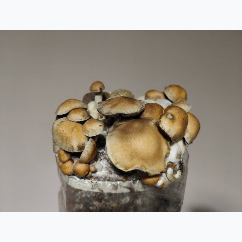Hillbilly — Growkit