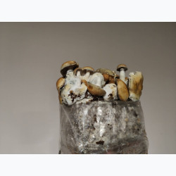Hillbilly — Growkit