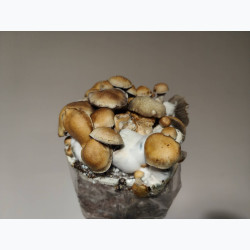 Hillbilly — Growkit