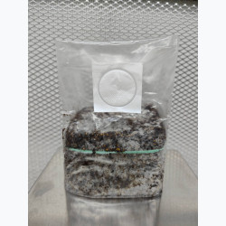 Hillbilly — Growkit