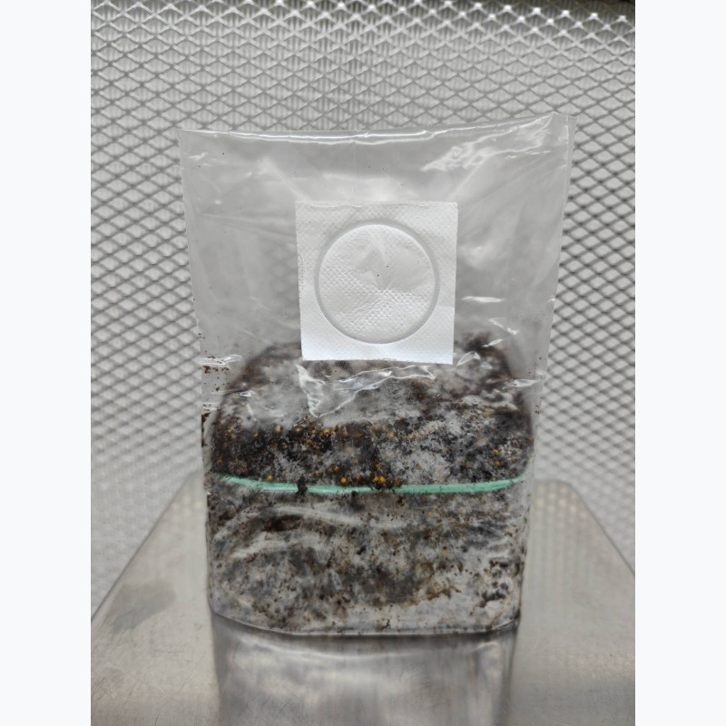 Golden Teacher — Psilocybe cubensis. Growkit