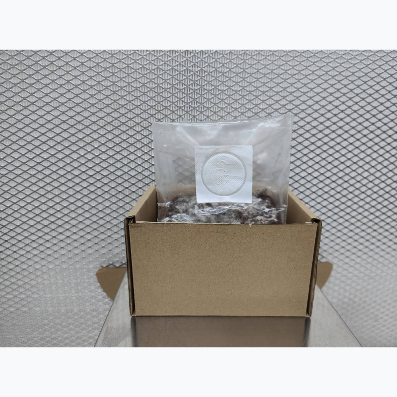 Golden Teacher — Psilocybe cubensis. Growkit