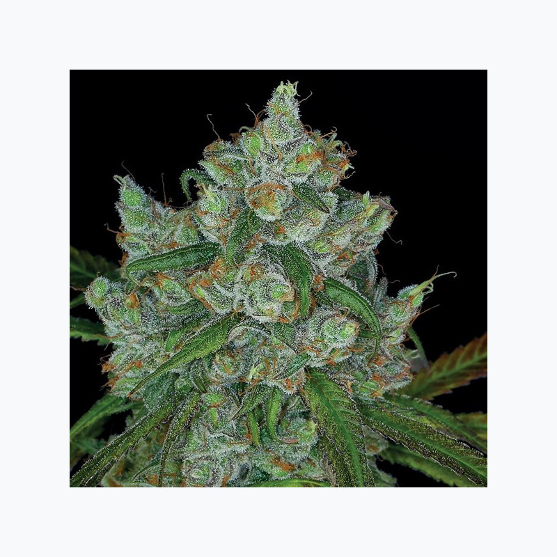 Bruce Banner #3