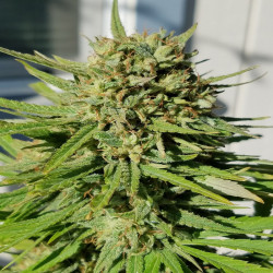 Bubblegum Auto Garaż Seeds