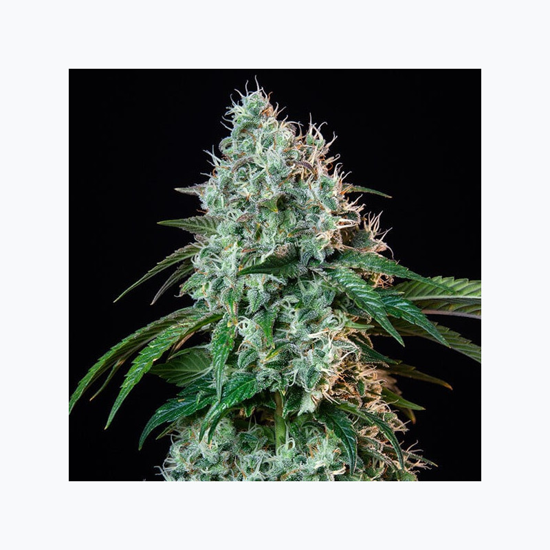 HulkBerry
