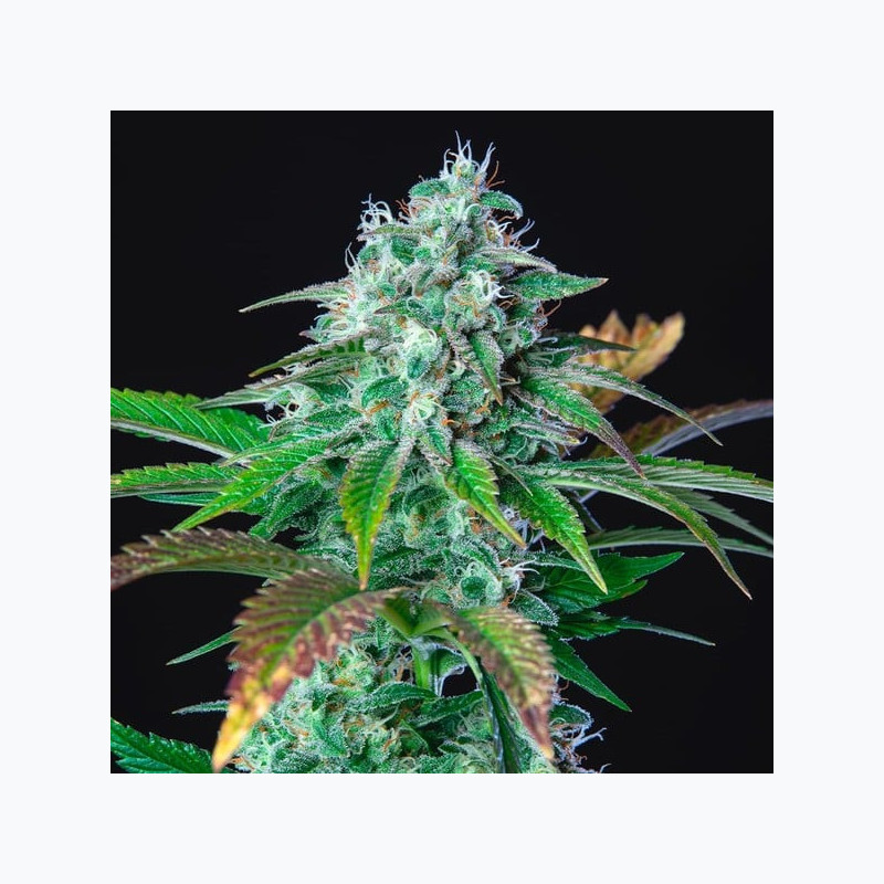 HulkBerry