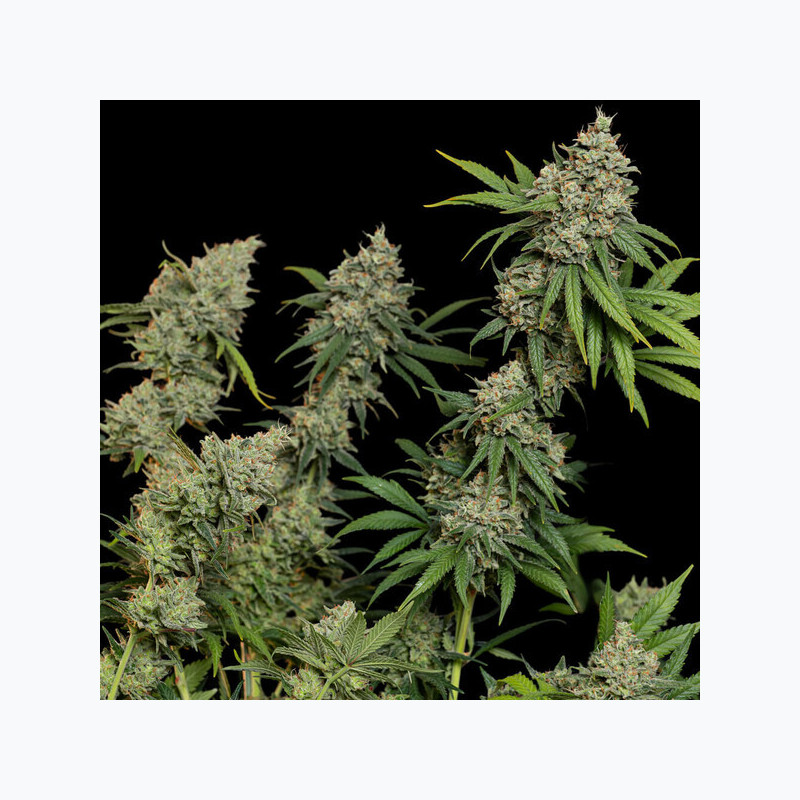 Sour Diesel RQS