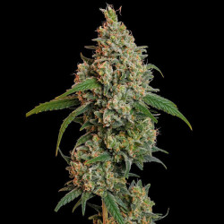 Sour Diesel RQS