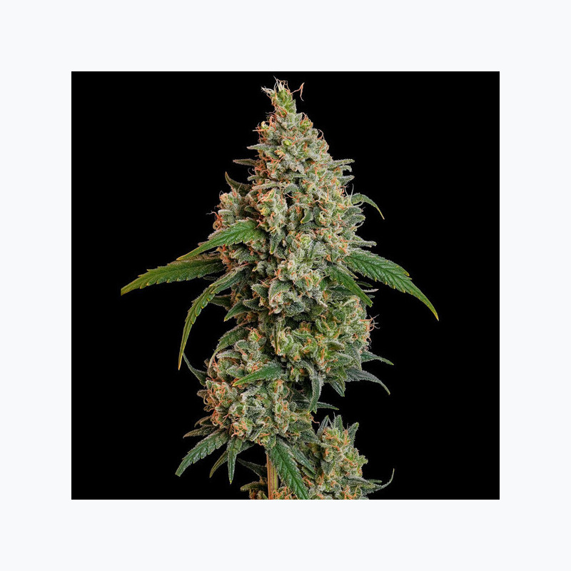 Sour Diesel RQS