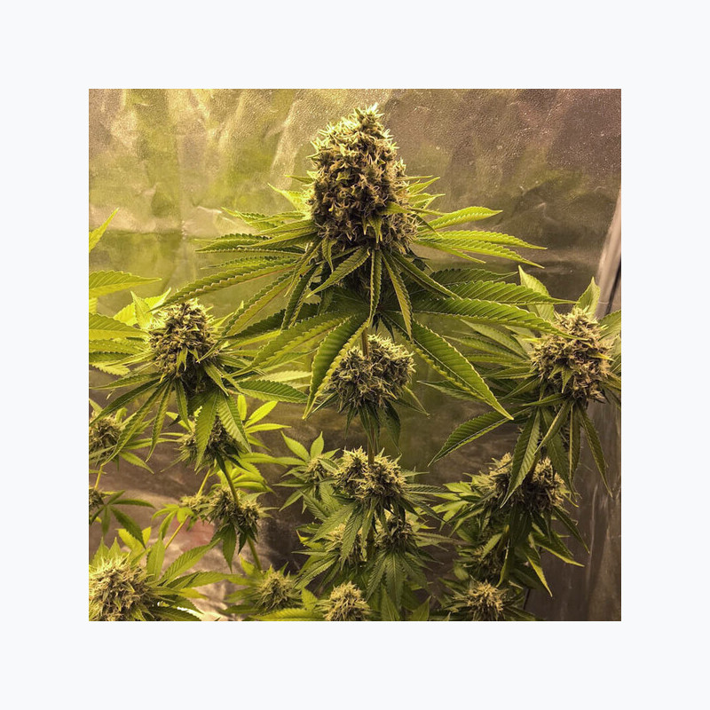 Sour Diesel RQS