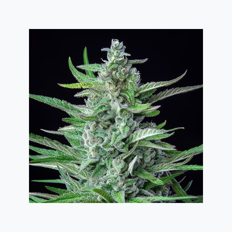 Special Kush 1