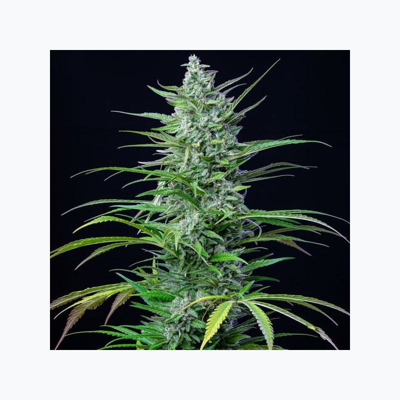 Special Kush 1