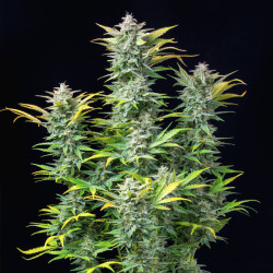 Quick One Royal Queen Seeds
