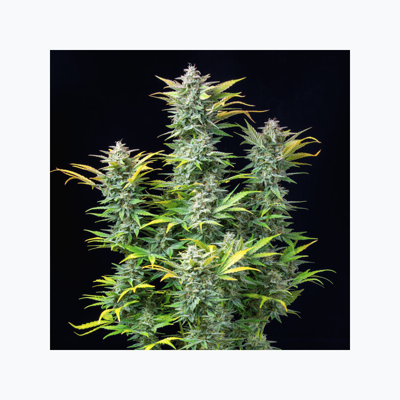Quick One Royal Queen Seeds