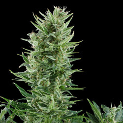 Quick One Royal Queen Seeds