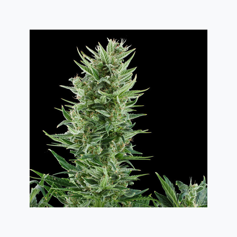 Quick One Royal Queen Seeds