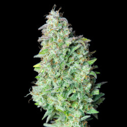 Quick One Royal Queen Seeds
