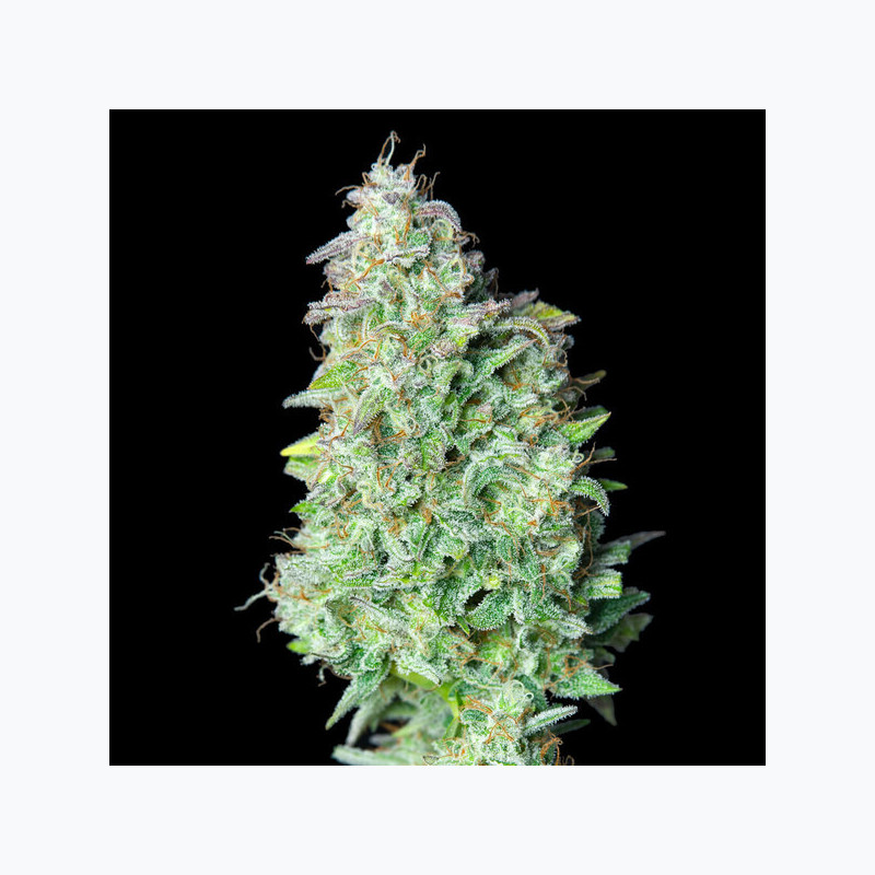 Quick One Royal Queen Seeds