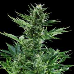 Quick One Royal Queen Seeds