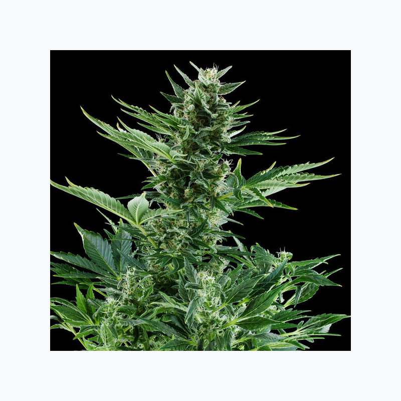Quick One Royal Queen Seeds