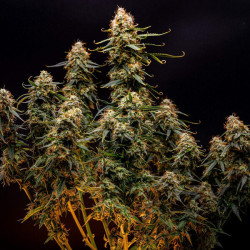 Northern Light Auto RQS