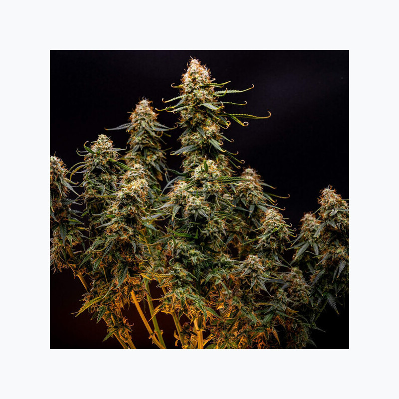 Northern Light Auto RQS