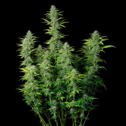 Northern Light Auto RQS