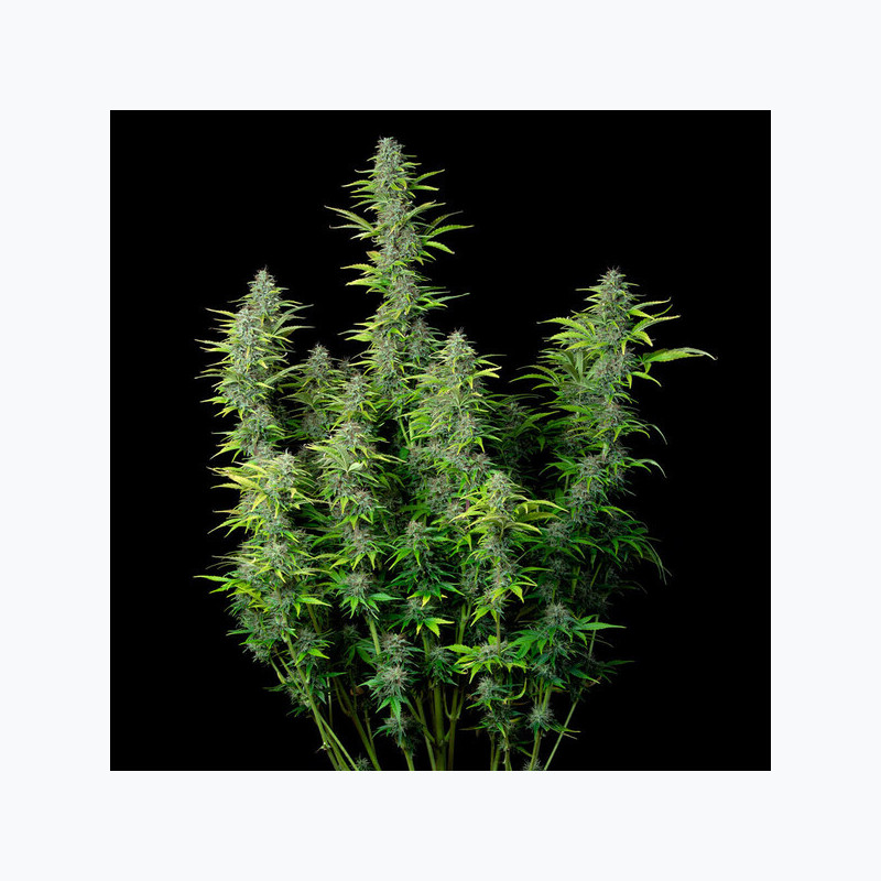 Northern Light Auto RQS